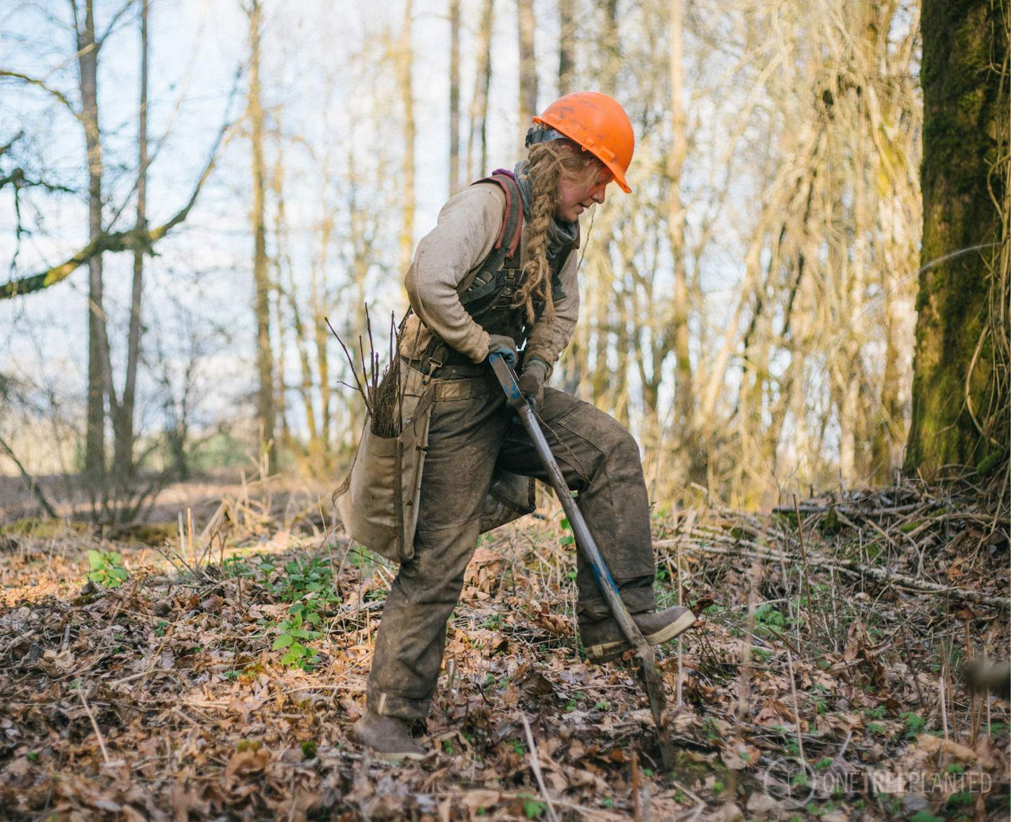 woman planting trees with one tree planted reforestation