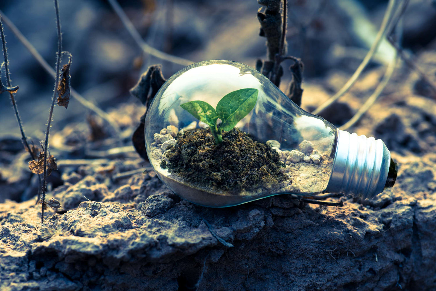 Let's Make Every Day Earth Day!