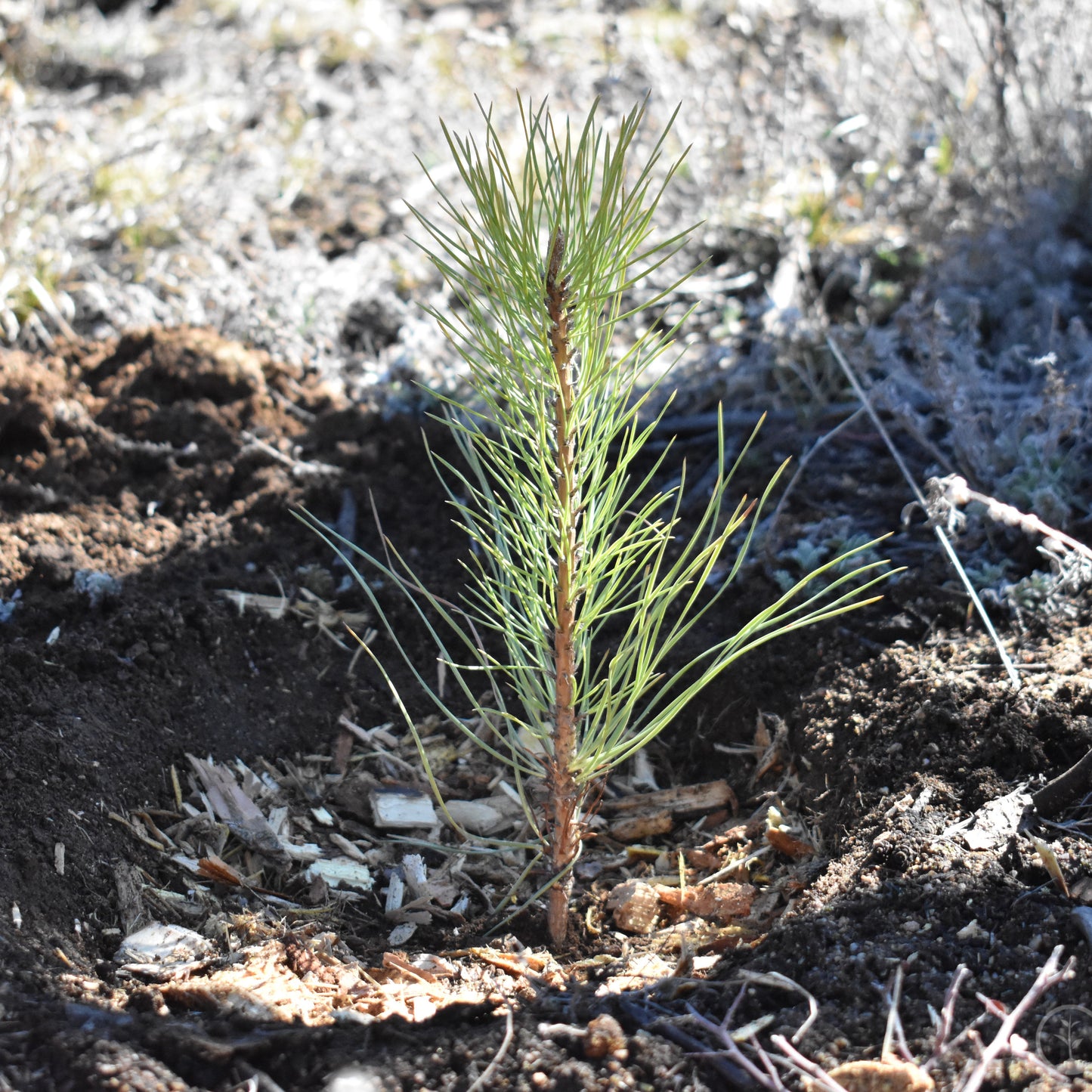 Young pine tree sapling in a natural, possibly arid environment.