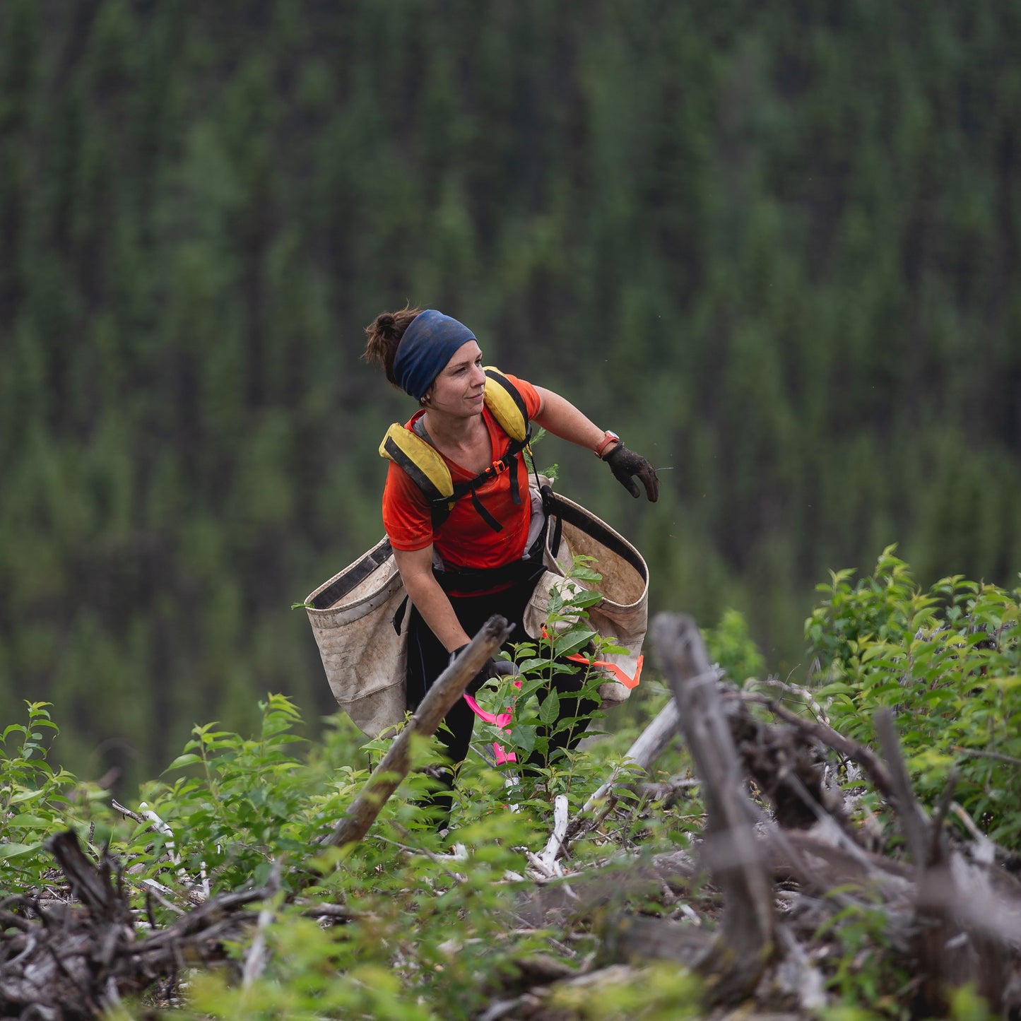 Person hiking through a forest with a backpack and replanting trees